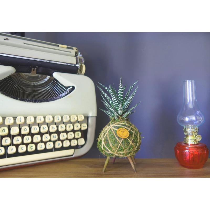 Çırpıbacak Haworthia